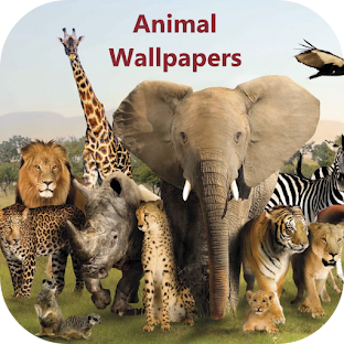 Animal Wallpapers